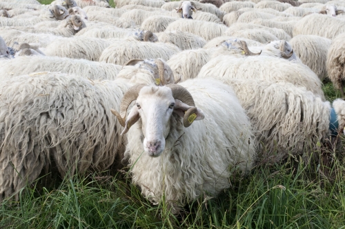 Pastoralisme dans les Pyrénées Béarnaise