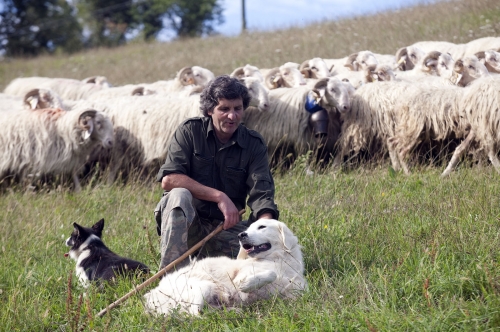 Pastoralisme dans les Pyrénées Béarnaise.