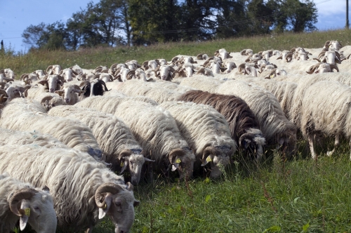 Pastoralisme dans les Pyrénées Béarnaise