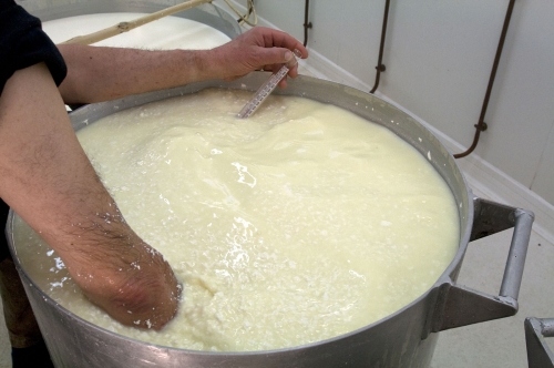 Fabrication artisanale du fromage de brebis des Pyrénées [Béarn].