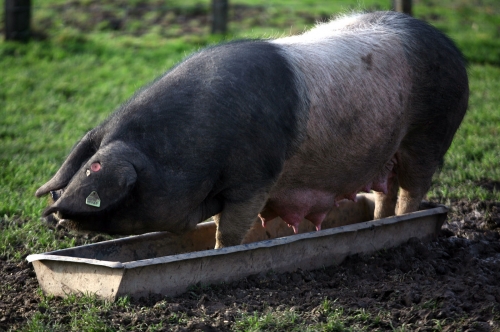Porc noir du Pays Basque